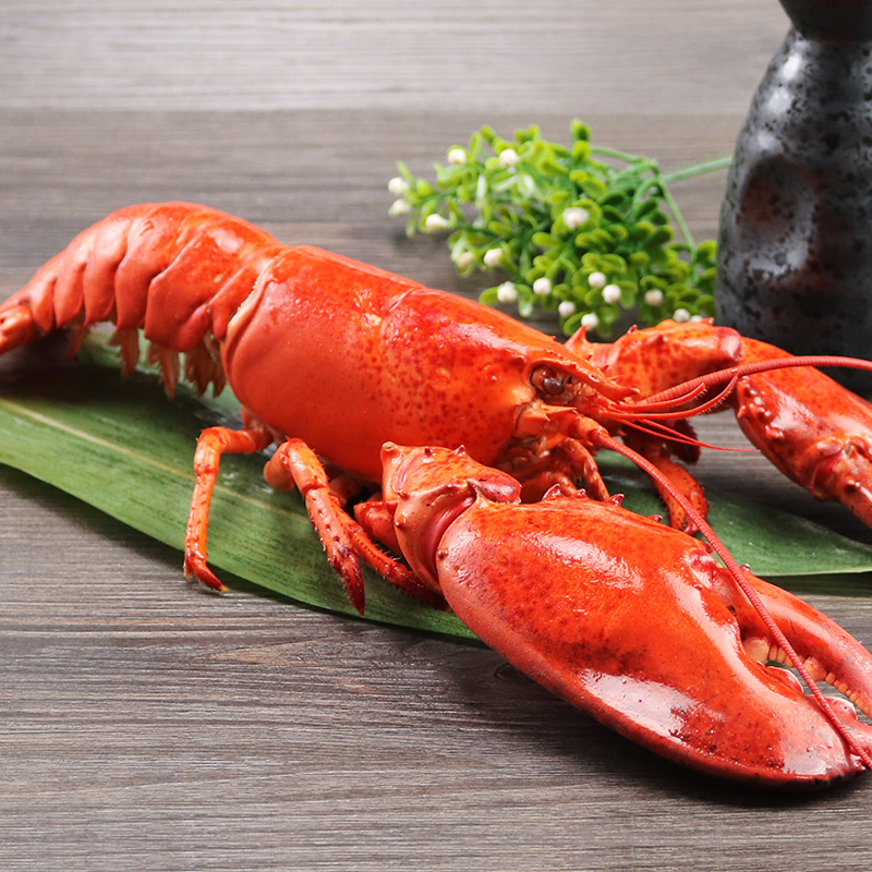 波士顿龙虾 野生龙虾新鲜生鲜海